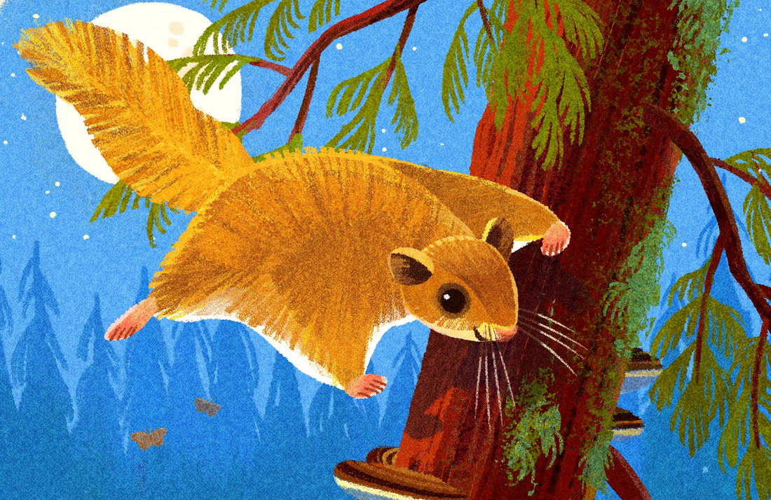 Flying Squirrel National Park Alphabet Print